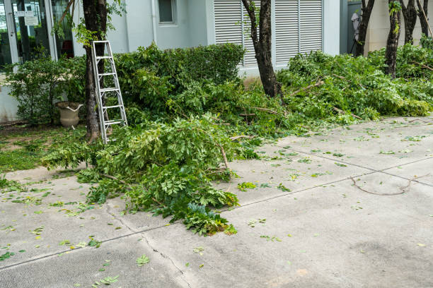 Reliable Grand Bay, AL Tree Services Solutions